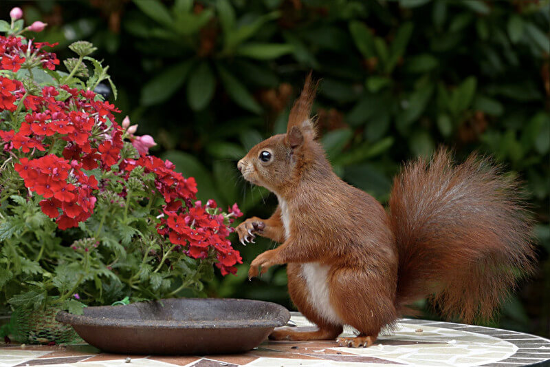 Squirel In Garden
